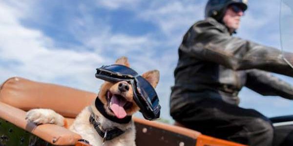 como llevar perro en moto